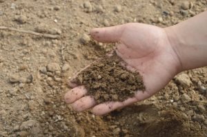 Read more about the article דשן לגינה – יתרון בתחזוקת הגינה