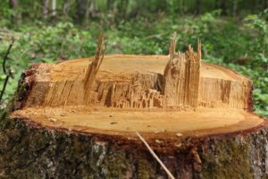 כריתת עצים בחצר – מידע